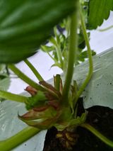 팜모닝 딸기·영농일지 게시글 이미지