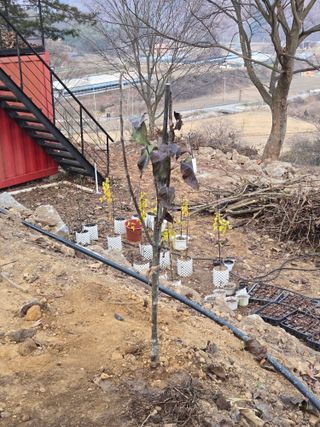 서보석님의 두릅 · 영농일지 작성글 사진