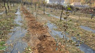 이병희님의 기타작물 · 영농일지 작성글 사진