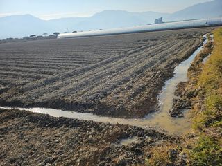 태이린팜님의 시금치 · 영농일지 작성글 사진