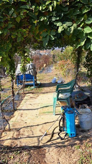 주윤발이님의 포도 · 영농일지 작성글 사진