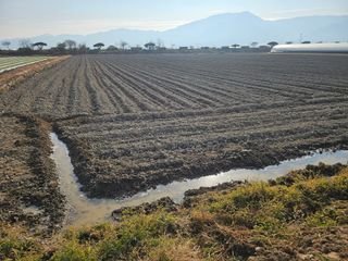태이린팜님의 시금치 · 영농일지 작성글 사진