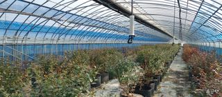 고추22286님의 기타작물 · 영농일지 작성글 사진