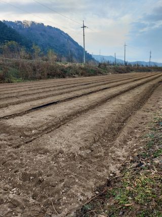 김기숙님의 기타작물 · 영농일지 작성글 사진