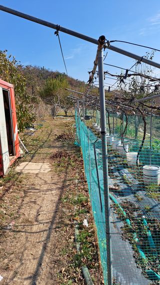 주윤발이님의 포도 · 영농일지 작성글 사진