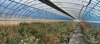 고추22286님의 기타작물 · 영농일지 작성글 사진