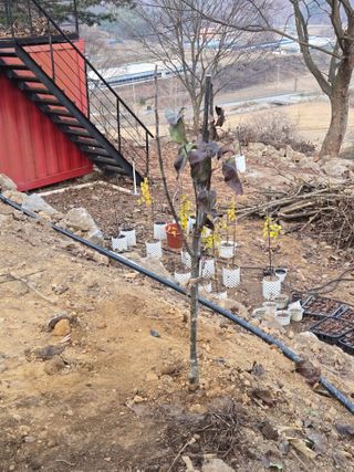 서보석님의 두릅 · 영농일지 작성글 사진