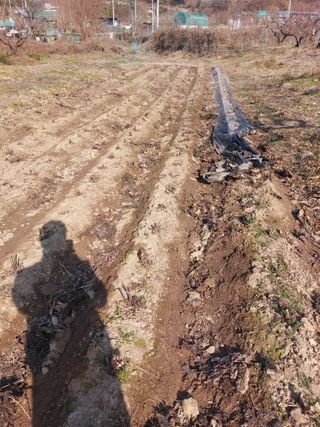 채대균님의 배추 · 영농일지 작성글 사진