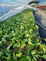 팜모닝 기타작물·영농일지 게시글 이미지