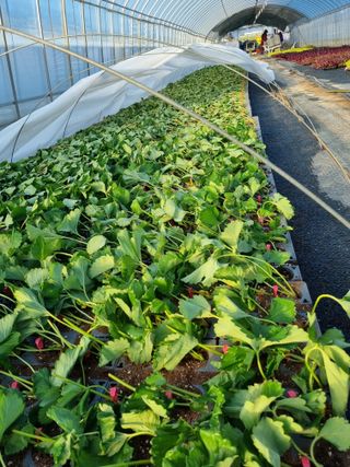 이명숙님의 기타작물 · 영농일지 작성글 사진