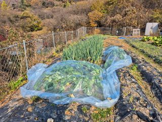 이준영님의 기타작물 · 영농일지 작성글 사진