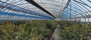 고추22286님의 기타작물 · 영농일지 작성글 사진