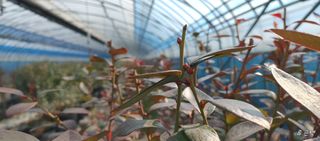 고추22286님의 기타작물 · 영농일지 작성글 사진