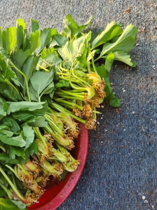 이명숙님의 기타작물 · 영농일지 작성글 사진