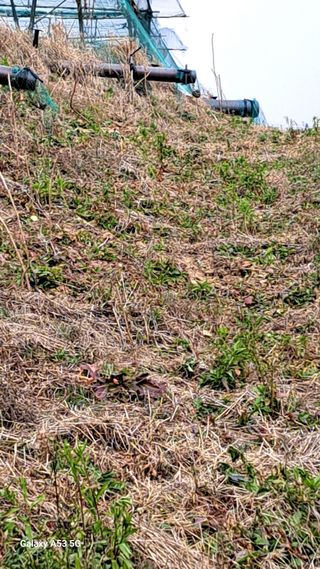 조연만님의 기타작물 · 영농일지 작성글 사진