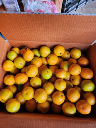 제주온님의 귤 · 영농일지 작성글 사진