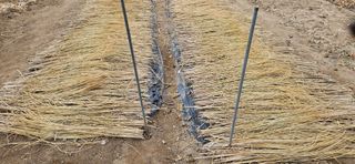 귀농인님의 마늘 · 영농일지 작성글 사진