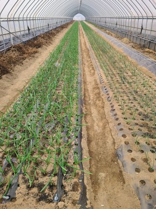 고추님의 마늘 · 영농일지 작성글 사진