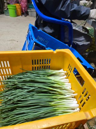 낙엽교목류22209님의 파 · 영농일지 작성글 사진