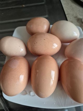 귤19190님의 호박 · 영농일지 작성글 사진