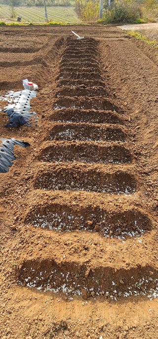 설장구님의 마늘 · 영농일지 작성글 사진