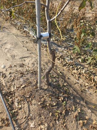 고인명(왕대추)님의 기타작물 · 영농일지 작성글 사진