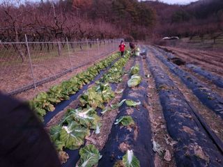 꿀복이농장님의 배추 · 영농일지 작성글 사진