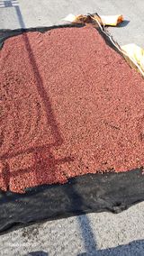 팜모닝 기타작물·영농일지 게시글 이미지