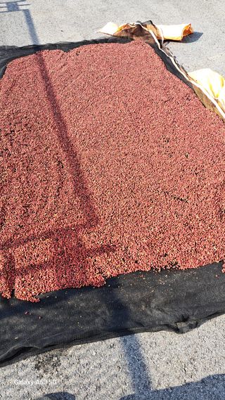 조연만님의 기타작물 · 영농일지 작성글 사진