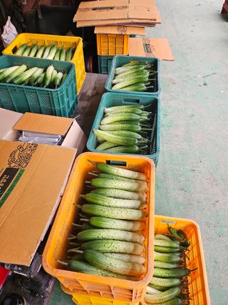 태이린팜님의 오이 · 영농일지 작성글 사진