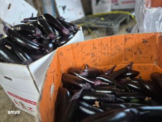 늘햇살팜 님의 기타작물 · 영농일지 작성글 사진