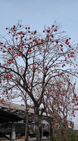 팜모닝 감·영농일지 게시글 이미지