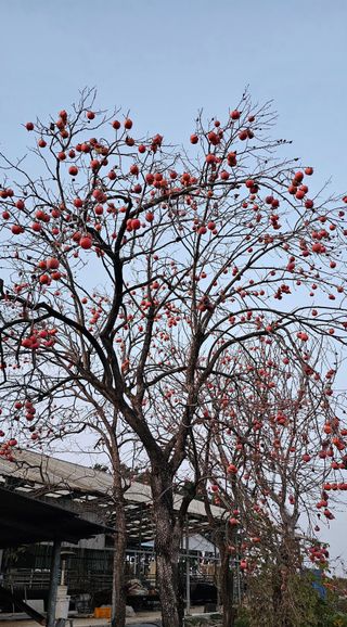 설장구님의 감 · 영농일지 작성글 사진