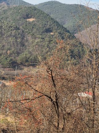 효진농원님의 기타작물 · 영농일지 작성글 사진