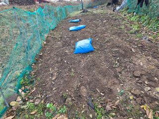 한상훈님의 마늘 · 영농일지 작성글 사진