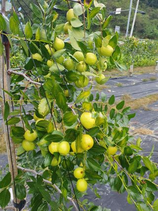 고인명(왕대추)님의 기타작물 · 영농일지 작성글 사진