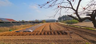 설장구님의 마늘 · 영농일지 작성글 사진