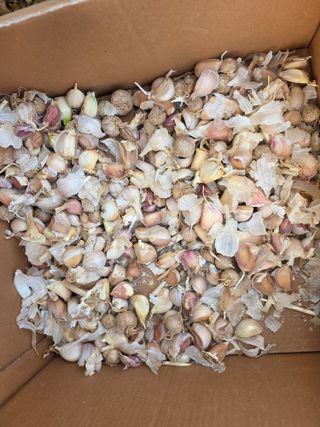 한상훈님의 마늘 · 영농일지 작성글 사진