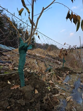 행운아님의 콩 · 영농일지 작성글 사진