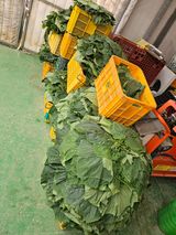 팜모닝 오이·영농일지 게시글 이미지