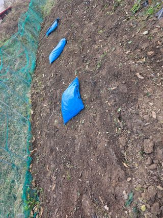 한상훈님의 마늘 · 영농일지 작성글 사진