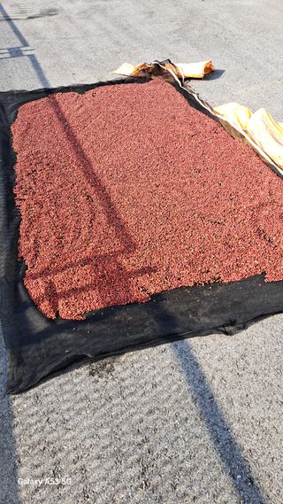 조연만님의 기타작물 · 영농일지 작성글 사진