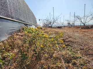 꿀복이농장님의 배추 · 영농일지 작성글 사진