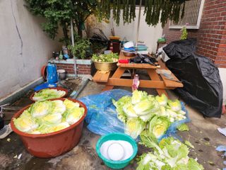 꿀복이농장님의 배추 · 영농일지 작성글 사진