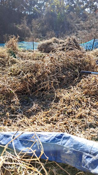 조연만님의 기타작물 · 영농일지 작성글 사진