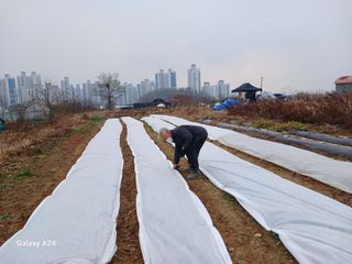 강성흔목사 님의 기타작물 · 영농일지 작성글 사진