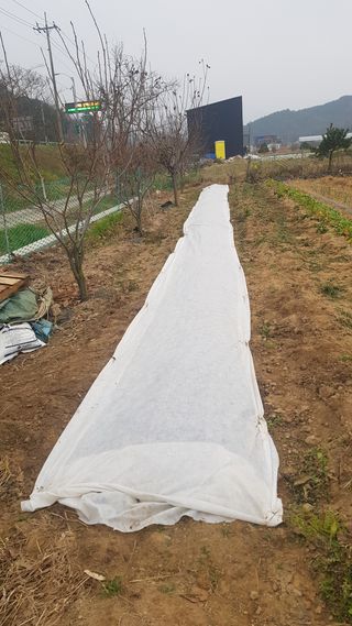 최춘득 청대산 님의 양파 · 영농일지 작성글 사진