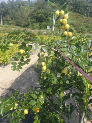 고인명(왕대추)님의 기타작물 · 영농일지 작성글 사진