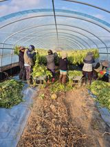 팜모닝 기타작물·영농일지 게시글 이미지