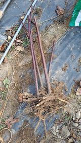 팜모닝 딸기·영농일지 게시글 이미지